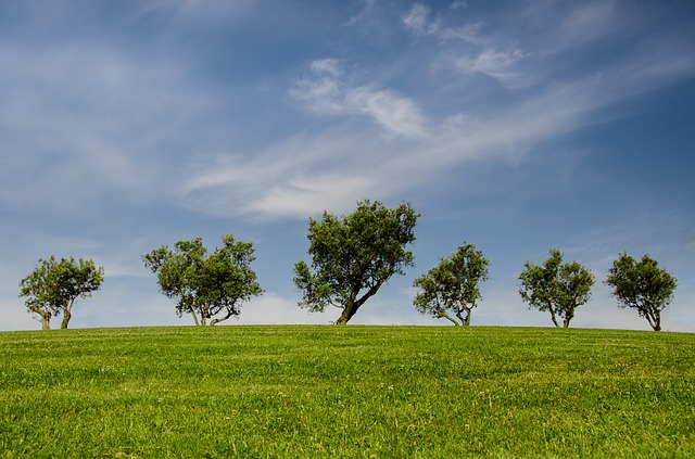 stromy a louka.jpg